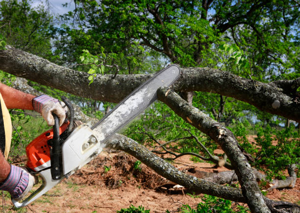 The Steps Involved in Our Tree Care Process in Park Forest Village, PA